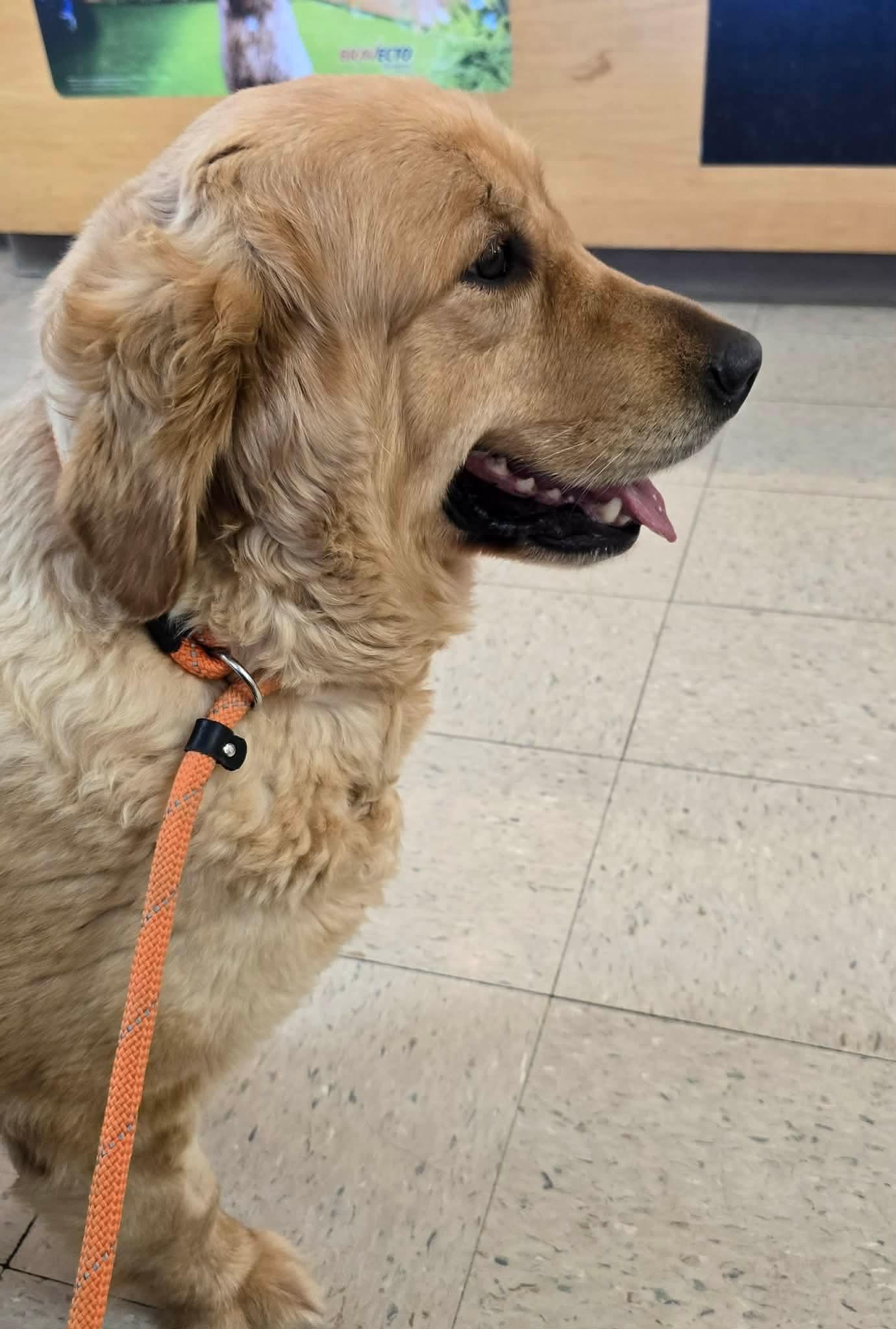 Enlarge Meadow, an adopted Golden Retriever in St. Clairsville, OH image 3/5