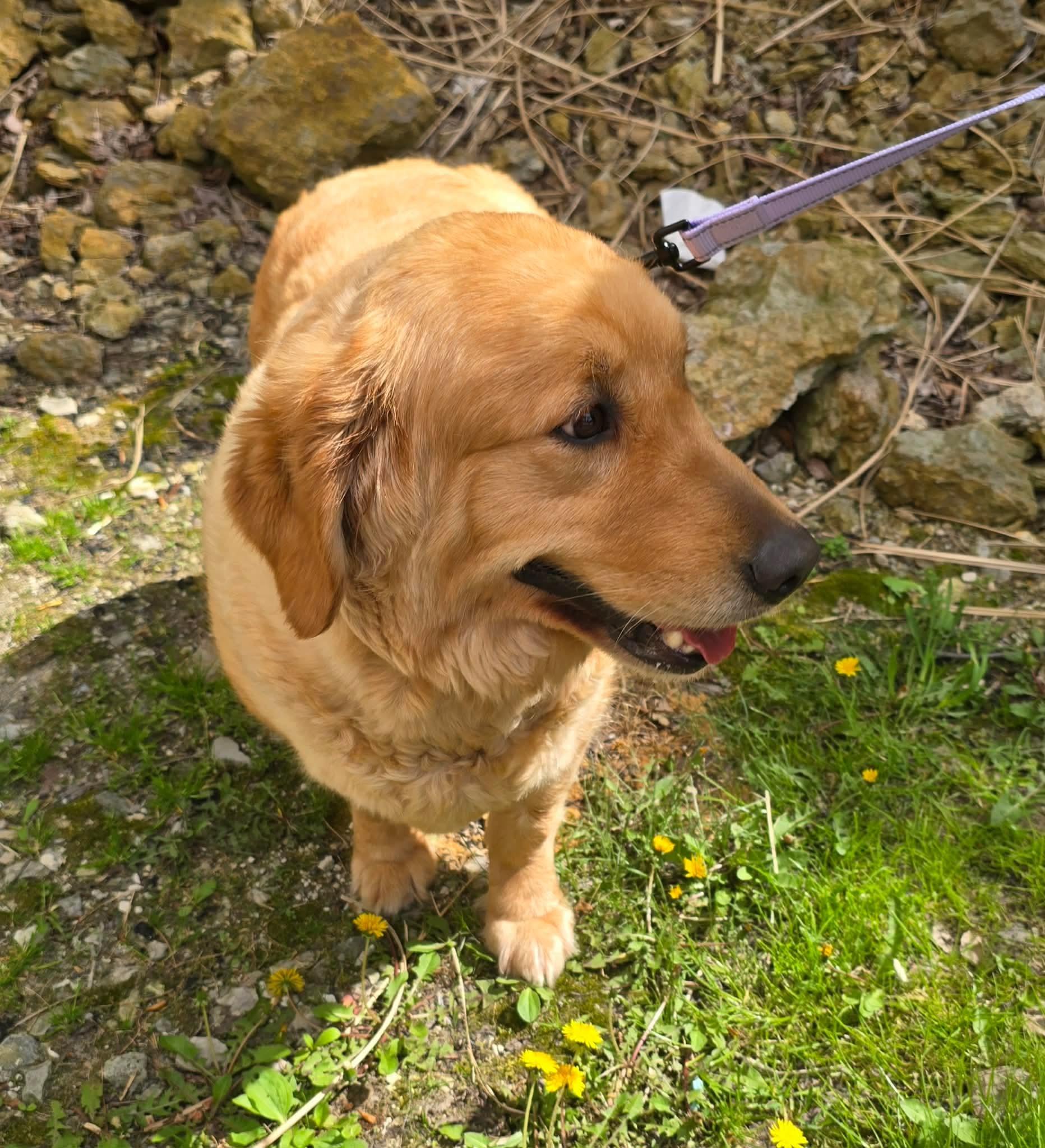 Enlarge Meadow, an adopted Golden Retriever in St. Clairsville, OH image 4/5