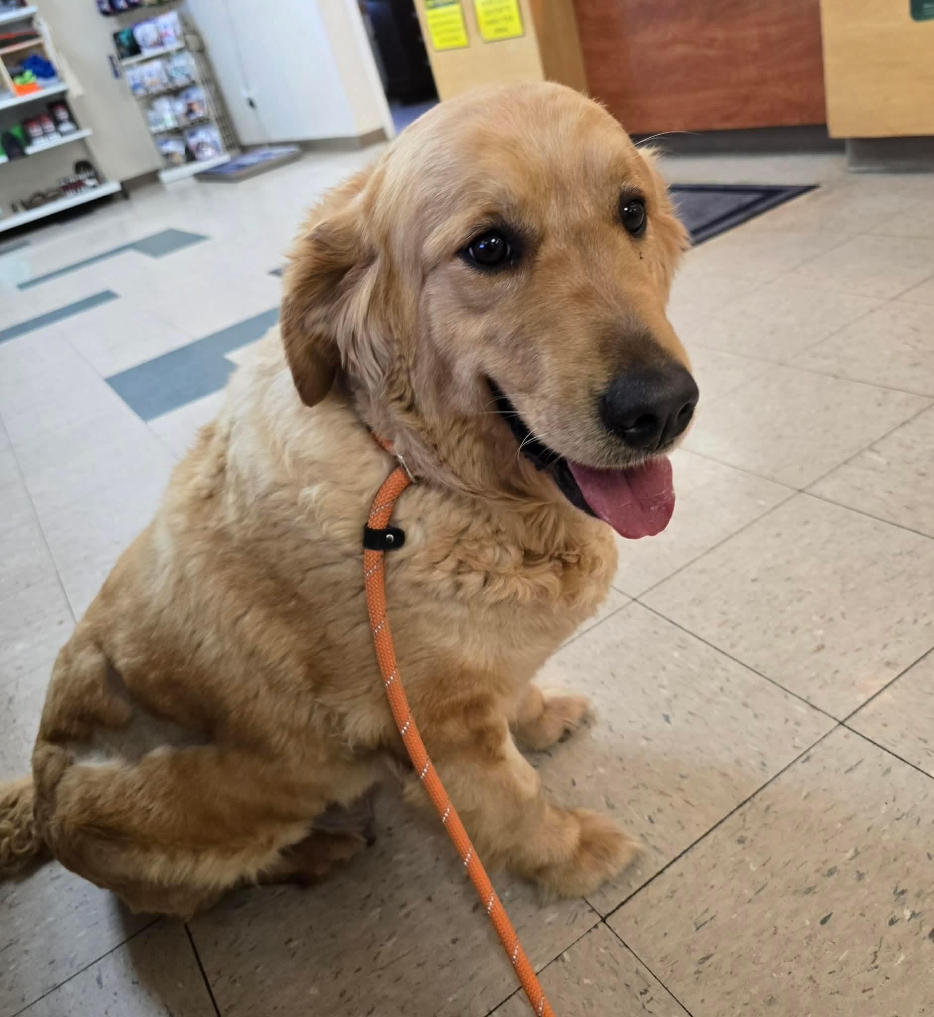Enlarge Meadow, an adopted Golden Retriever in St. Clairsville, OH image 2/5