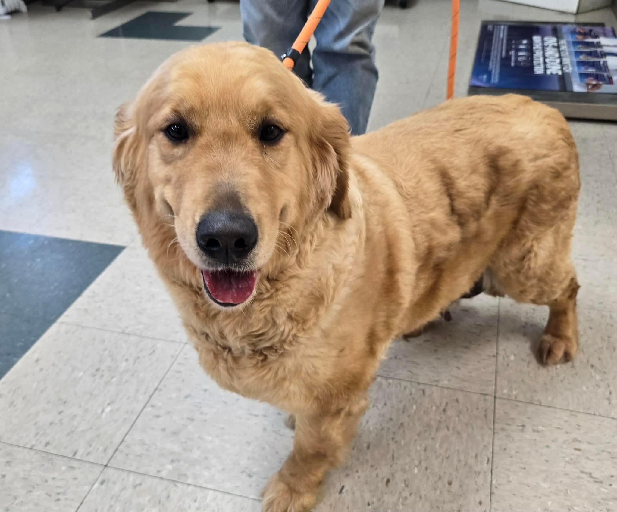Enlarge Meadow, an adopted Golden Retriever in St. Clairsville, OH image 1/5