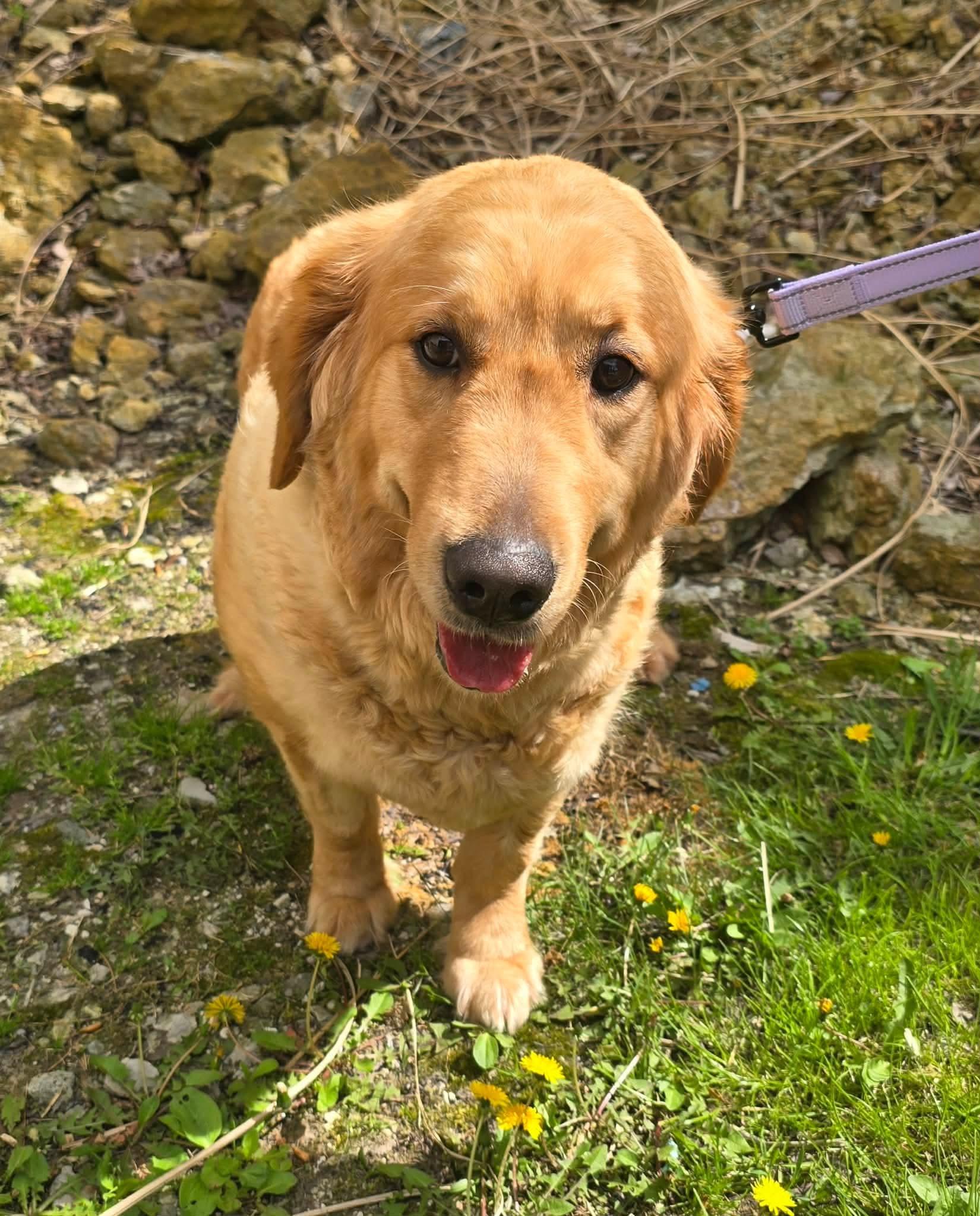 Enlarge Meadow, an adopted Golden Retriever in St. Clairsville, OH image 5/5