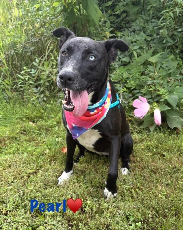 Pearl, a Adoptable mixed breed in Maryville, TN image 1/6