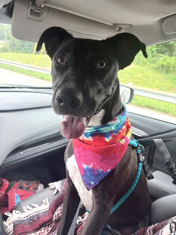 Pearl, a Adoptable mixed breed in Maryville, TN image 2/6