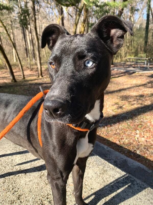 Pearl, Adoptable, Adult Female Pit Bull Terrier & Mixed Breed.