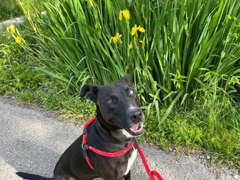 Enlarge Pearl, a Adoptable mixed breed in Maryville, TN image 5/6