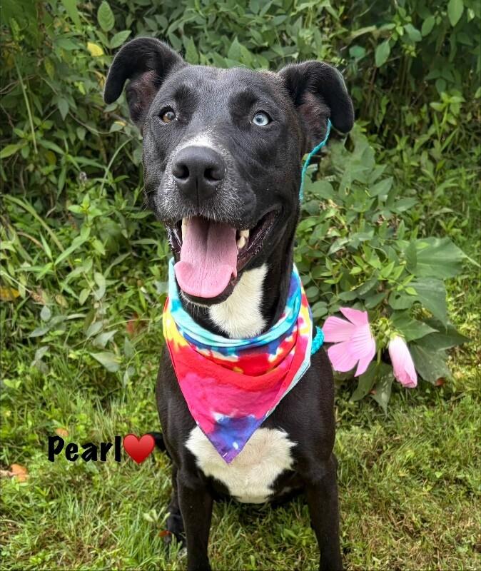 Pearl, a Adoptable mixed breed in Maryville, TN image 3/6