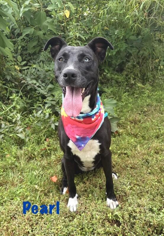 Pearl, a Adoptable mixed breed in Maryville, TN image 5/6