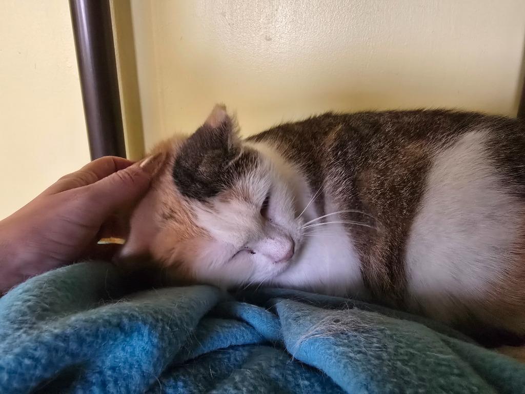 Enlarge Dimple, a Adoptable mixed breed in Blountville, TN image 1/6