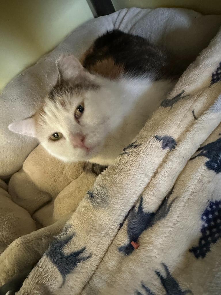 Enlarge Dimple, a Adoptable mixed breed in Blountville, TN image 2/6