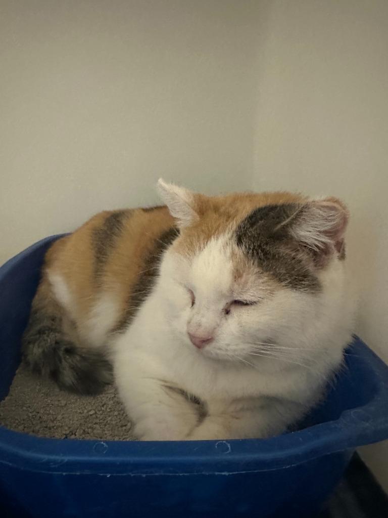 Enlarge Dimple, a Adoptable mixed breed in Blountville, TN image 3/6