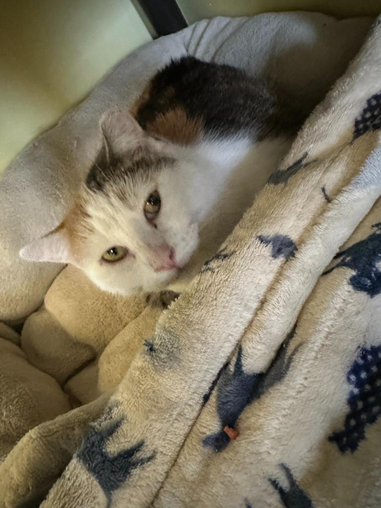 Enlarge Dimple, a Adoptable mixed breed in Blountville, TN image 4/6