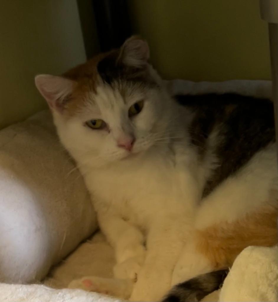 Enlarge Dimple, a Adoptable mixed breed in Blountville, TN image 6/6