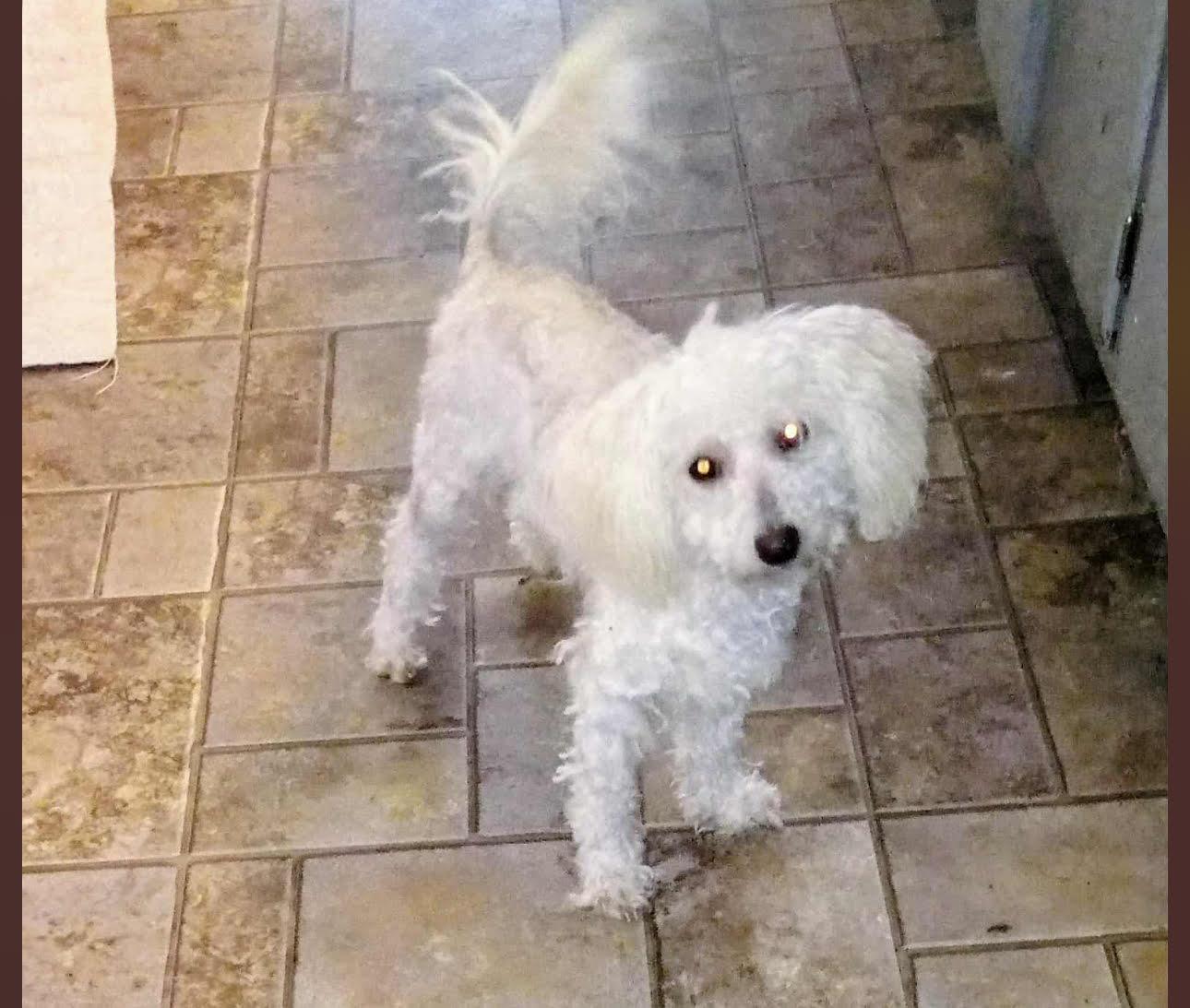 Enlarge Millie, a ADOPTABLE Maltipoo in Zanesville, OH image 1/1