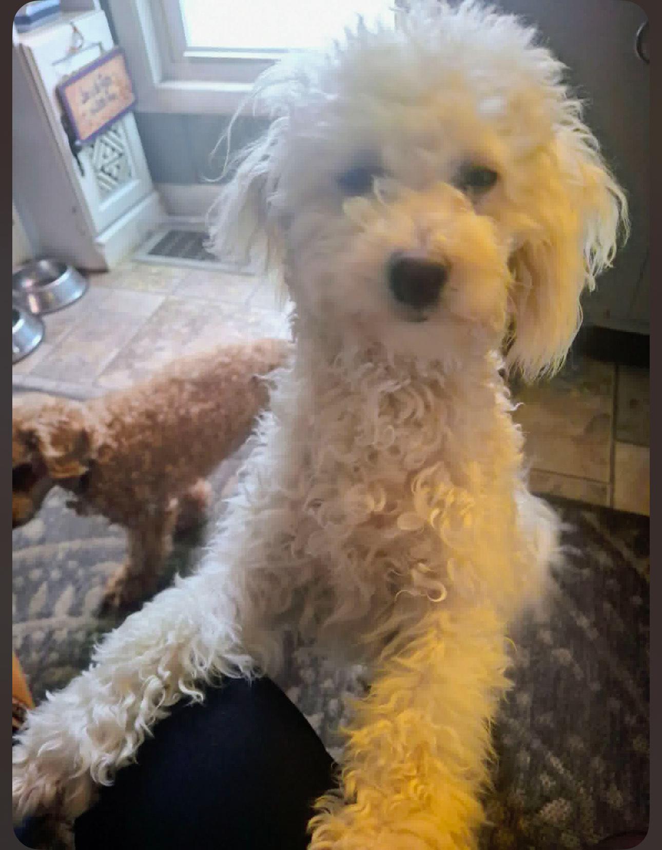 Millie, a ADOPTABLE Maltipoo in Zanesville, OH image 2/2