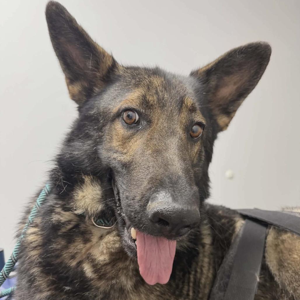 Tyson, Adoptable, Adult Male German Shepherd Dog.
