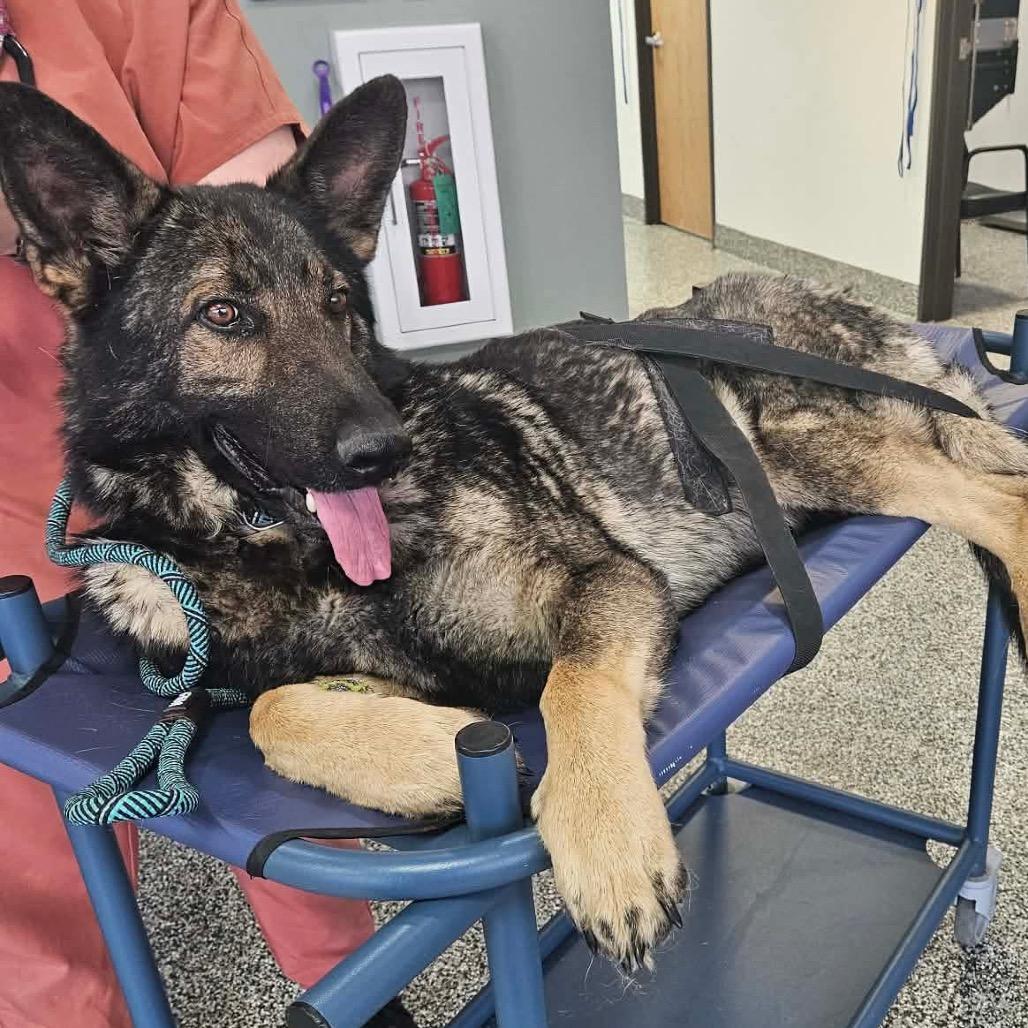 Enlarge Tyson, a Adoptable German Shepherd Dog in Tulsa, OK image 2/4