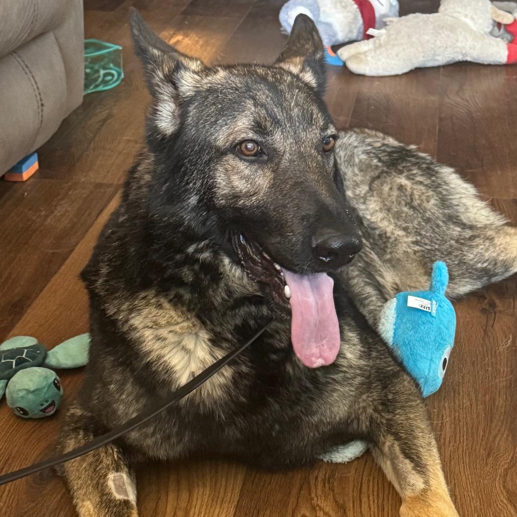 Enlarge Tyson, a Adoptable German Shepherd Dog in Tulsa, OK image 3/4