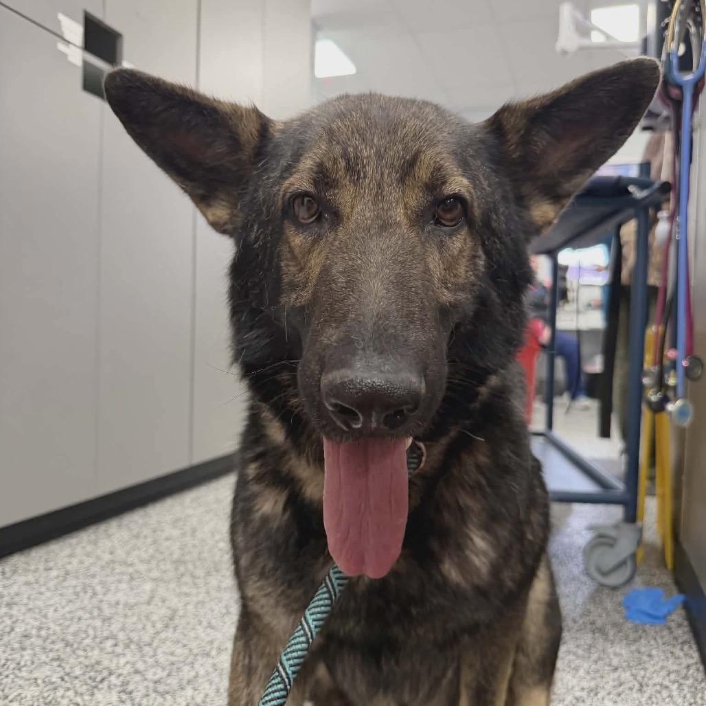 Enlarge Tyson, a Adoptable German Shepherd Dog in Tulsa, OK image 4/4