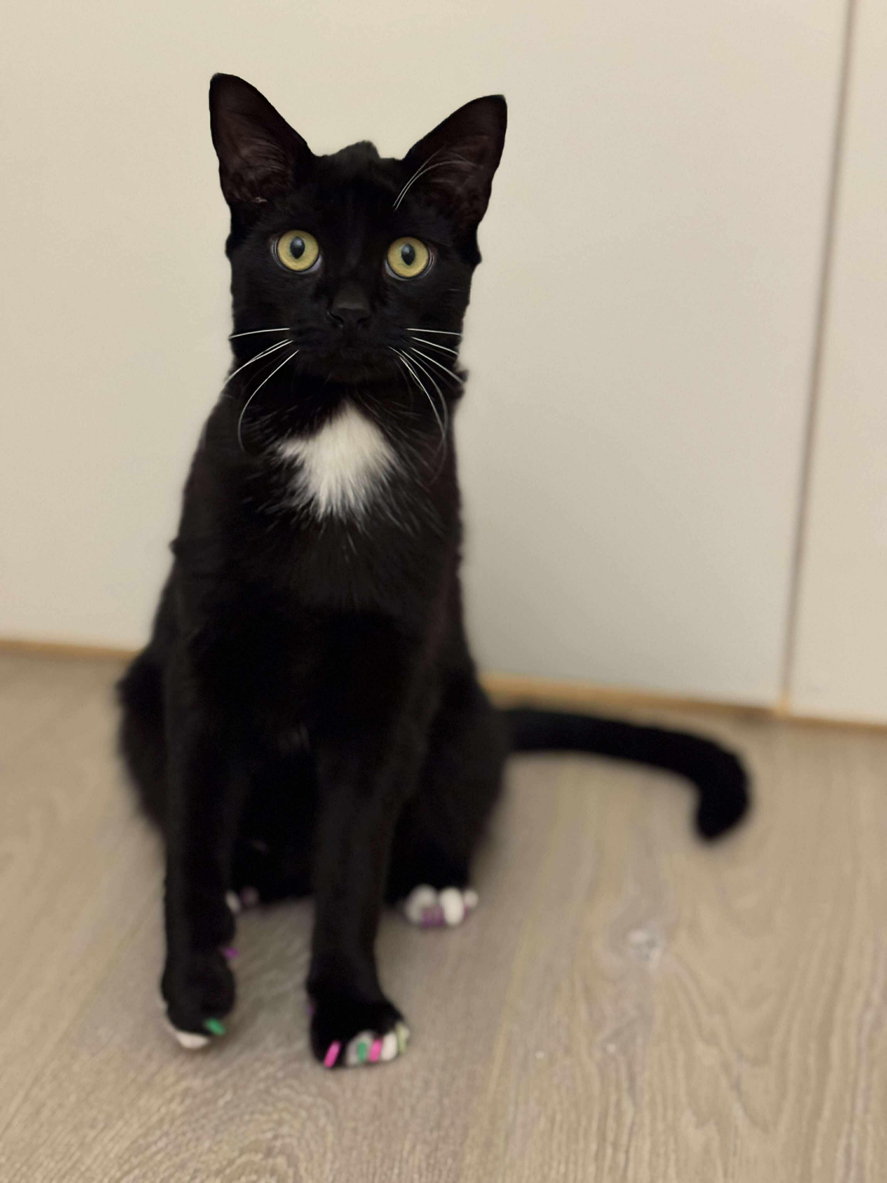 Bennington, a Adoptable mixed breed image 2/3