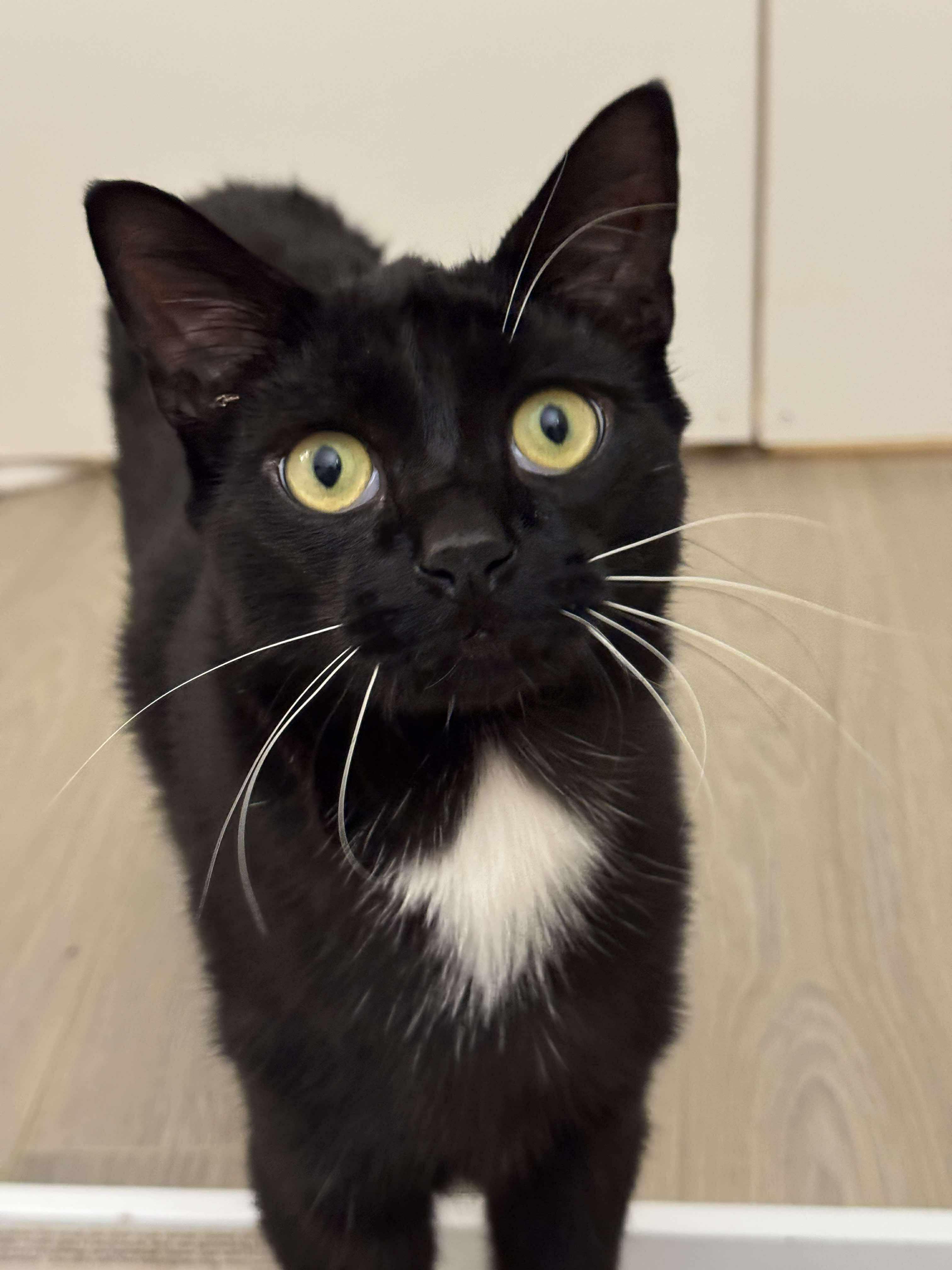 Bennington, a Adoptable mixed breed image 3/3