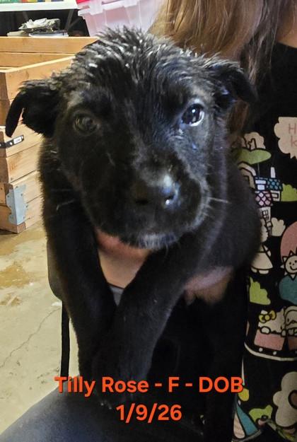 Enlarge Tilly Rose, a Adoptable mixed breed in Klamath Falls, OR image 1/1