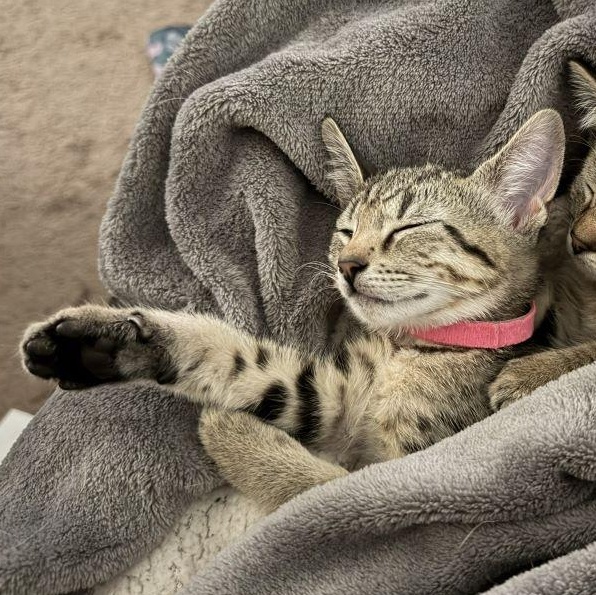 Enlarge Elise, a Adoptable Tiger in Honeoye, NY image 1/1