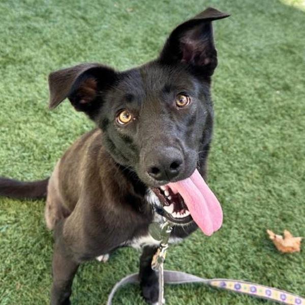 Grizelda Gwenda, Adoptable, Young Female Border Collie & Labrador Retriever.