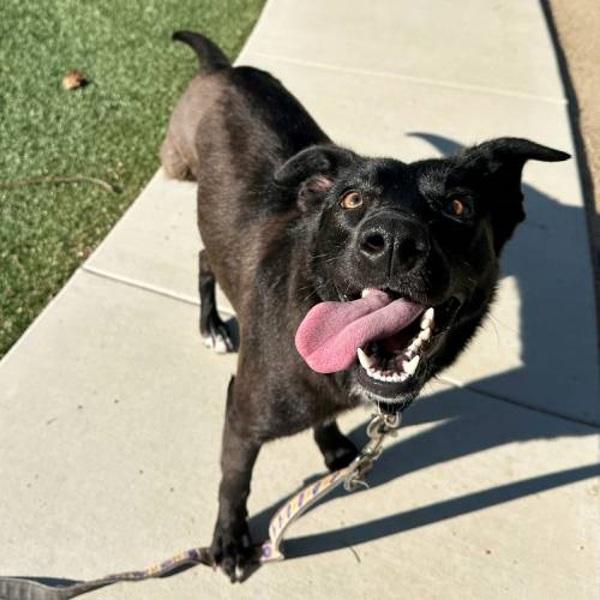 Enlarge Grizelda Gwenda, a Adoptable mixed breed in Walnut Creek, CA image 2/2