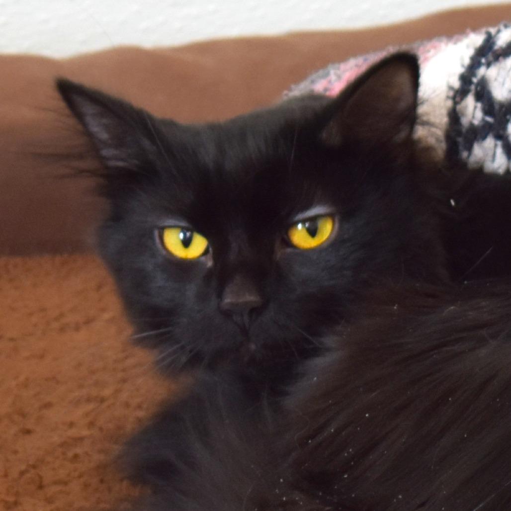 Granny, a Adoptable Domestic Medium Hair in Rifle, CO image 1/6