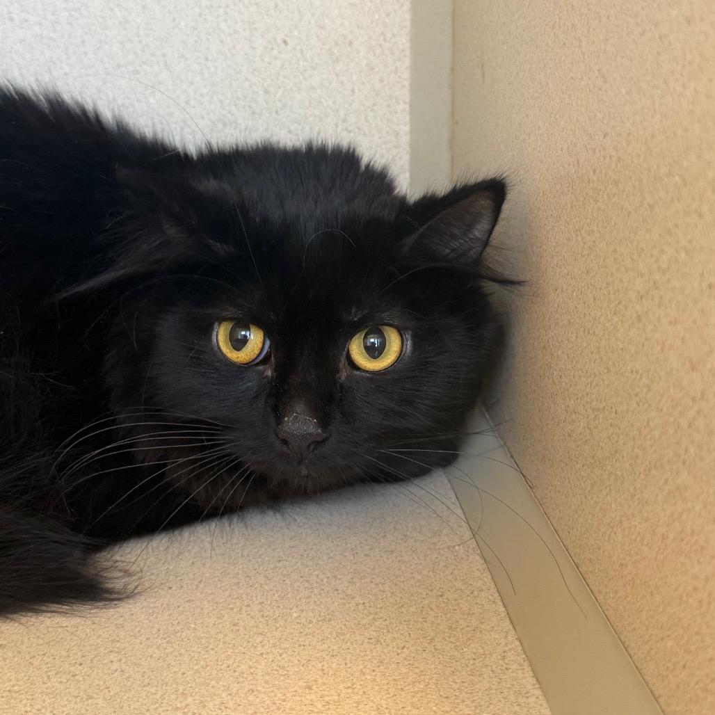 Granny, a Adoptable Domestic Medium Hair in Rifle, CO image 2/6