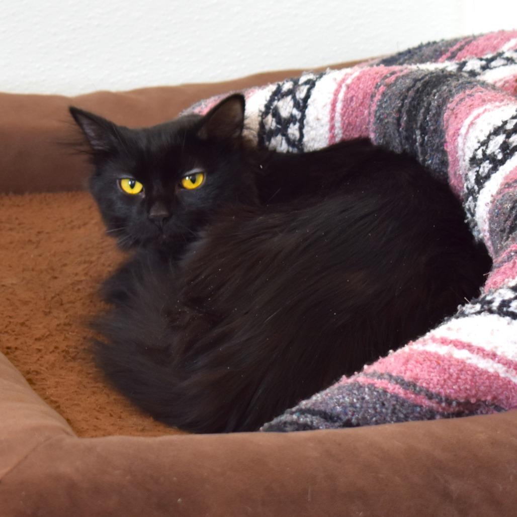 Granny, a Adoptable Domestic Medium Hair in Rifle, CO image 3/6