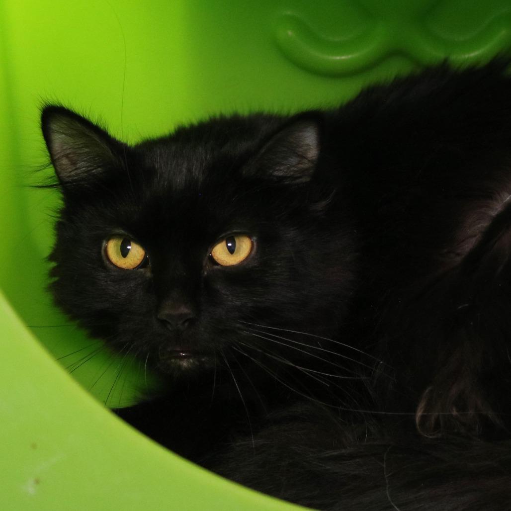 Granny, a Adoptable Domestic Medium Hair in Rifle, CO image 4/6