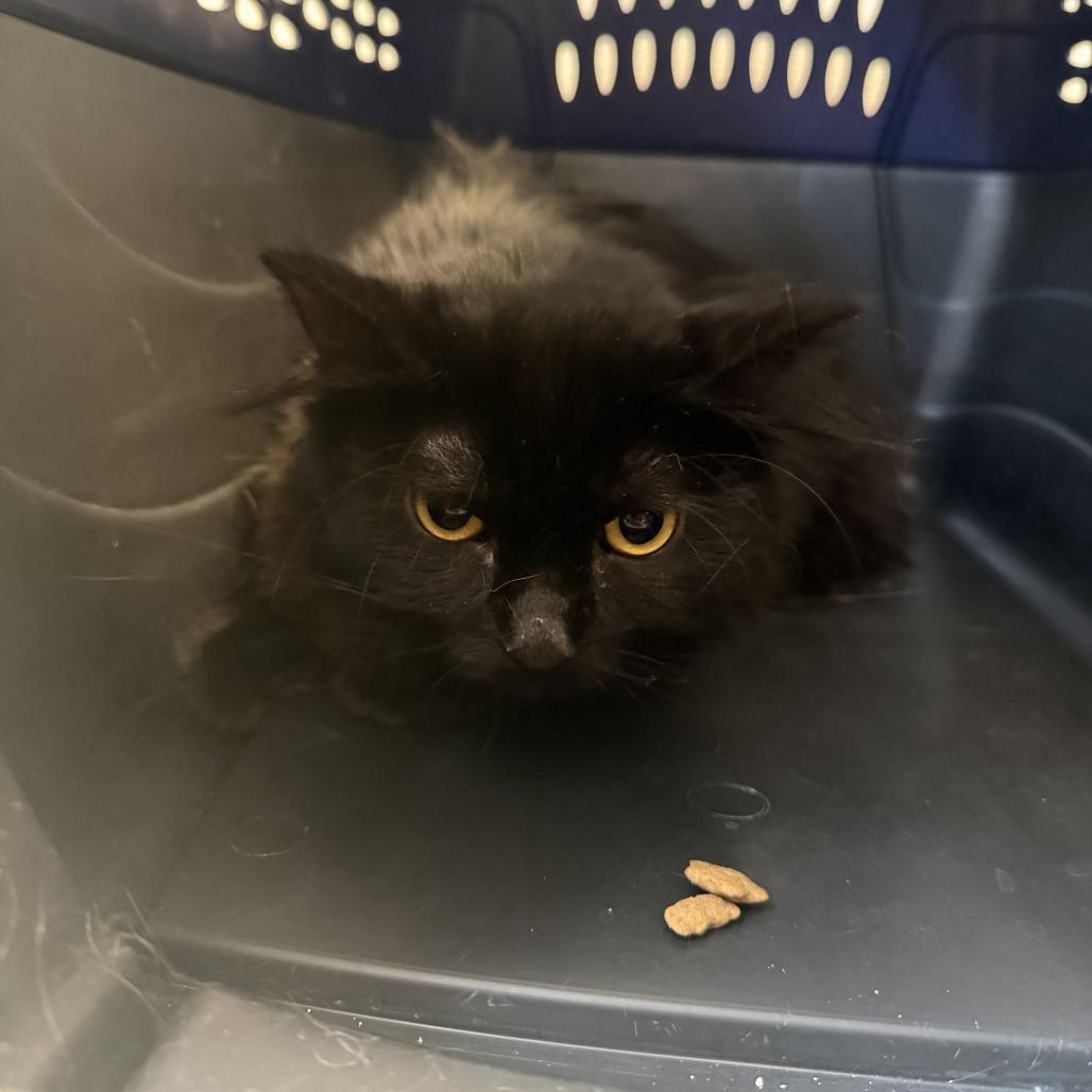 Granny, a Adoptable Domestic Medium Hair in Rifle, CO image 5/6