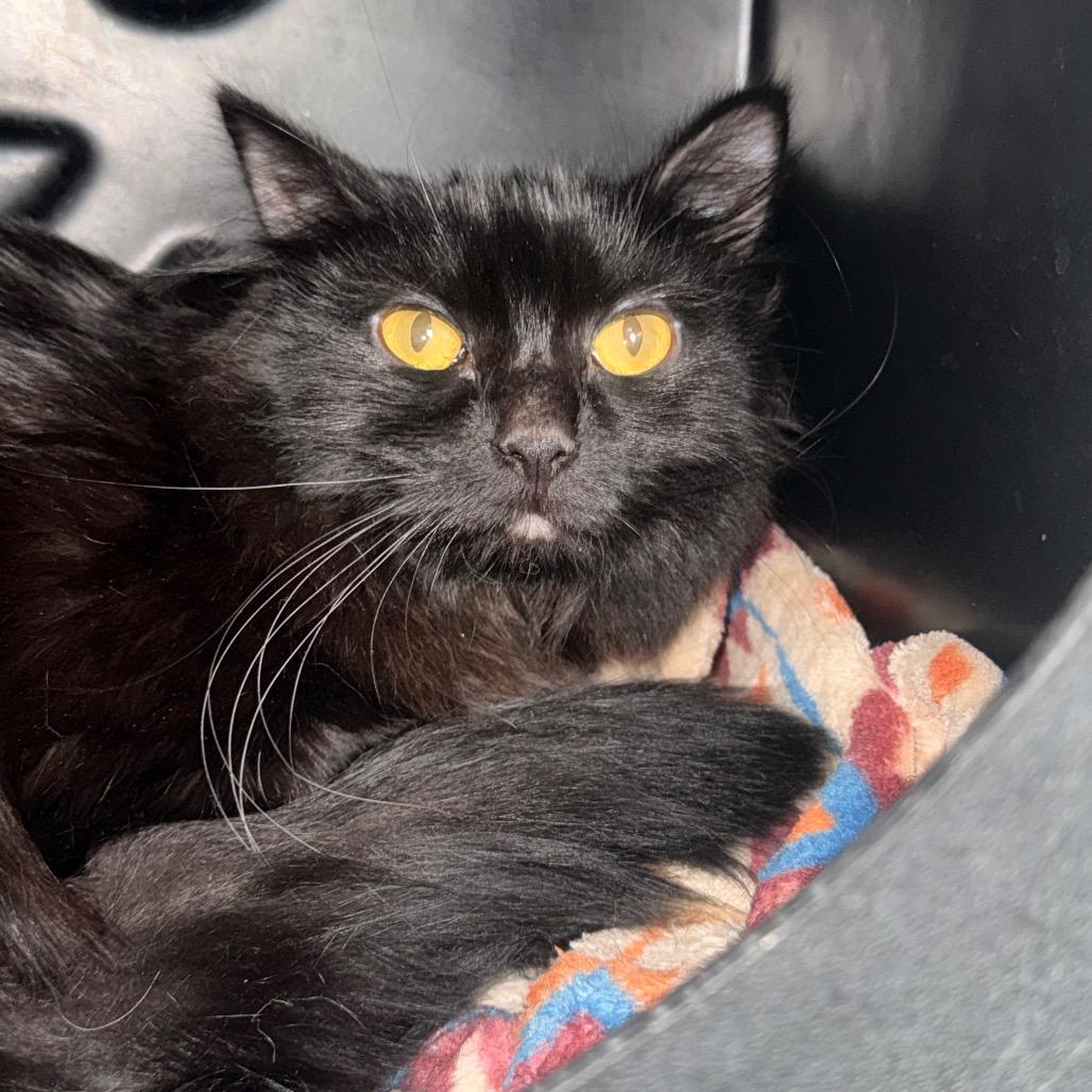Granny, a Adoptable Domestic Medium Hair in Rifle, CO image 6/6
