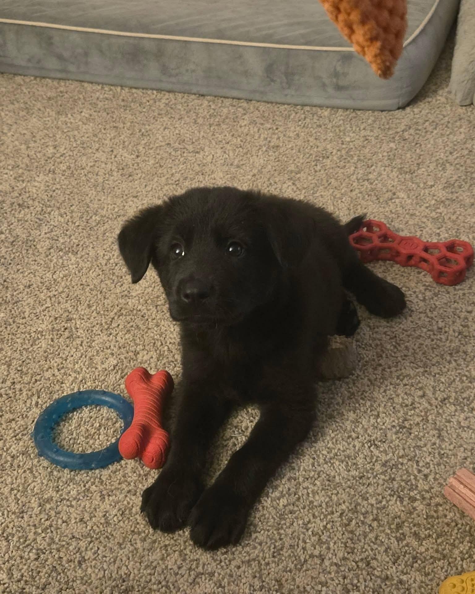 Rapunzel - Anniversary, Adoptable, Puppy Female Newfoundland Dog & Shepherd.
