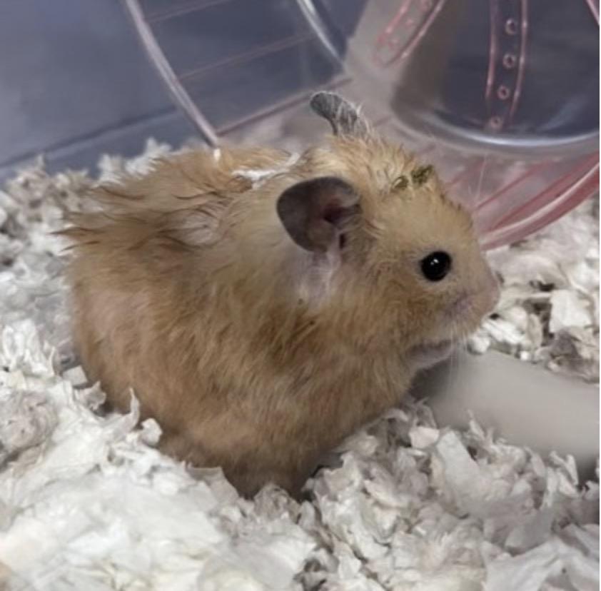 Amazon, adopted, Adult Female Hamster.