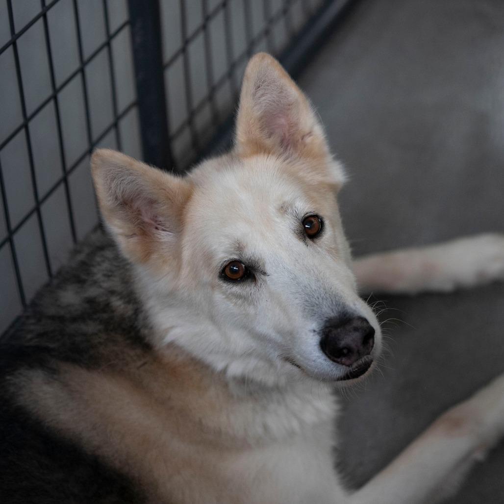 Phoenix (D25-68), Adoptable, Senior Male Husky & Great Pyrenees.
