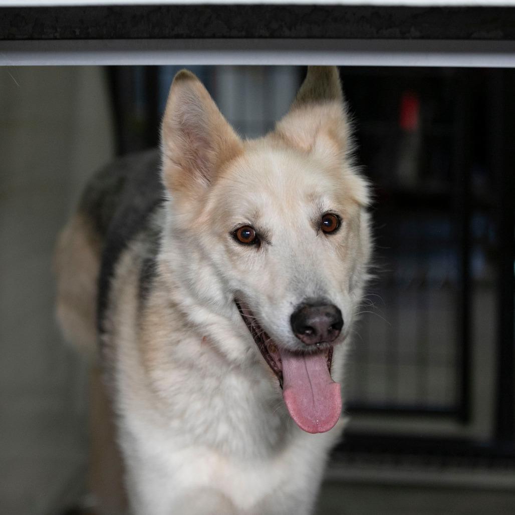 Enlarge Phoenix (D25-68), a Adoptable mixed breed in Peyton, CO image 3/6