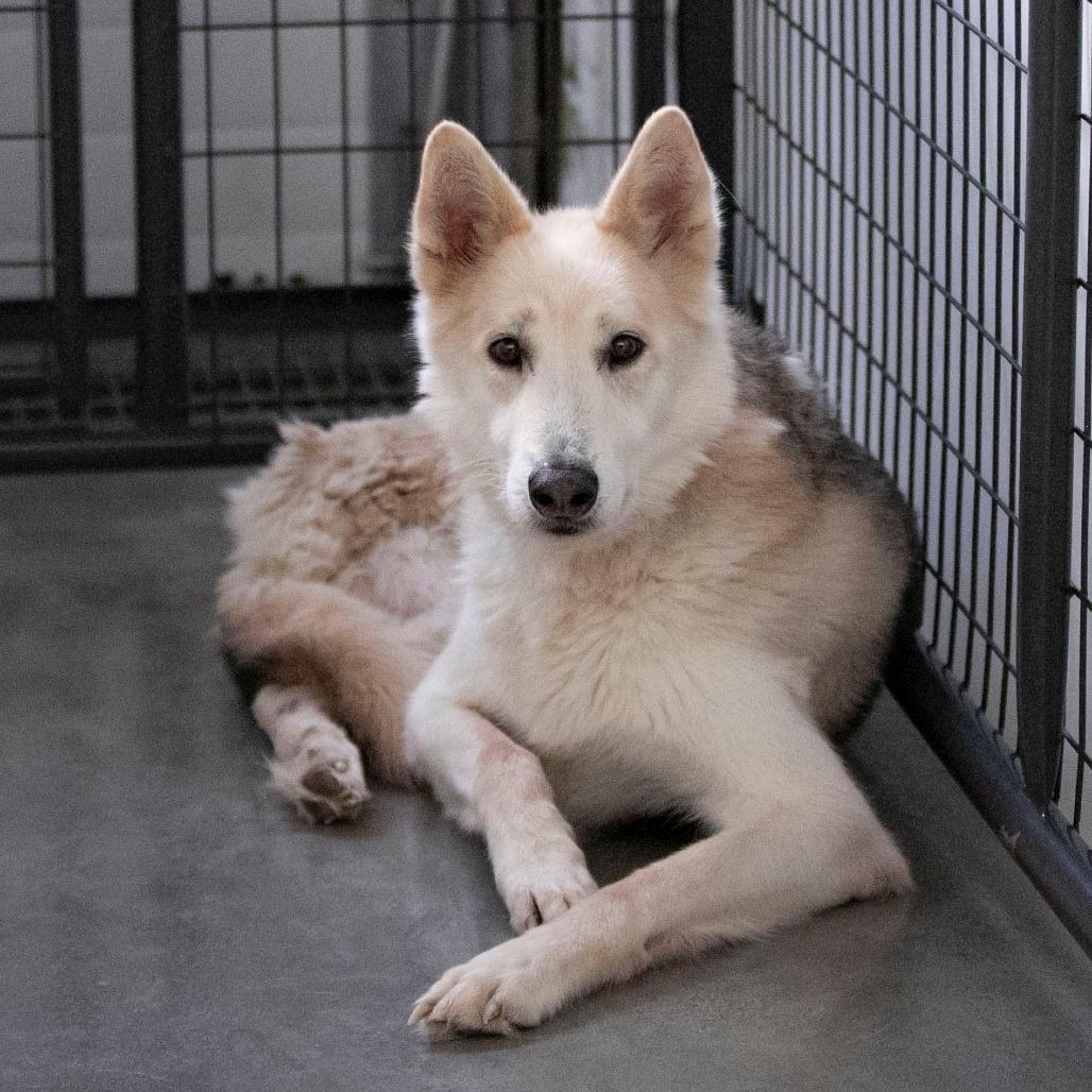 Enlarge Phoenix (D25-68), a Adoptable mixed breed in Peyton, CO image 4/6