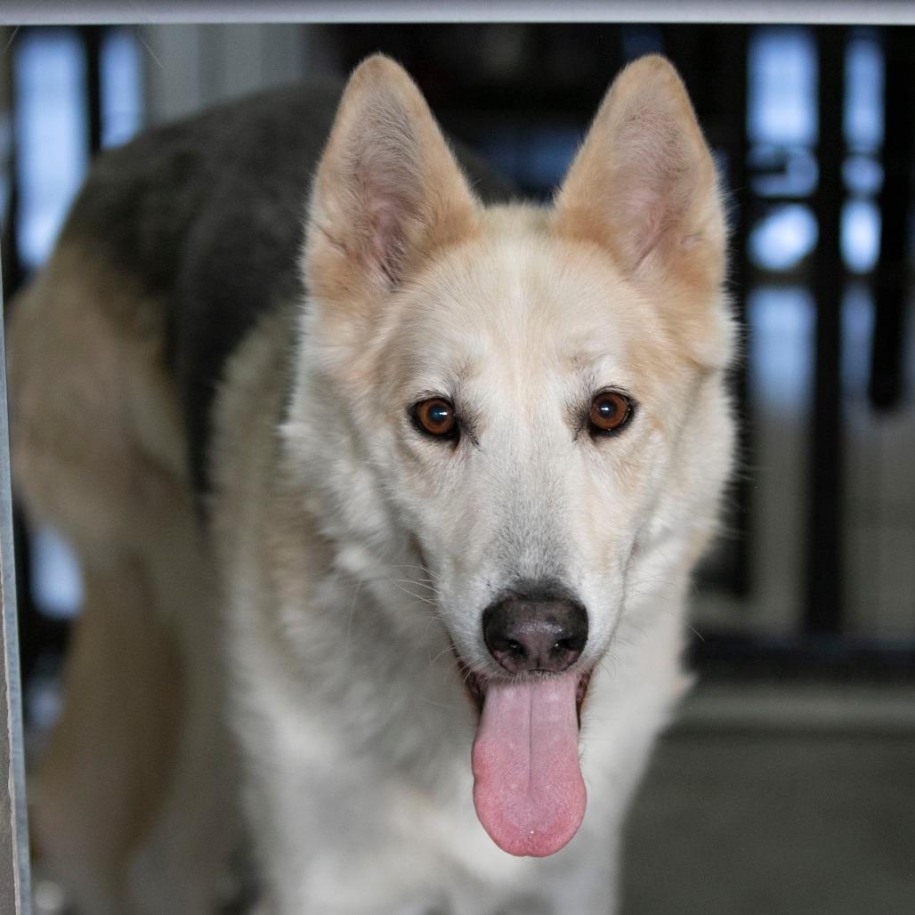 Enlarge Phoenix (D25-68), a Adoptable mixed breed in Peyton, CO image 5/6