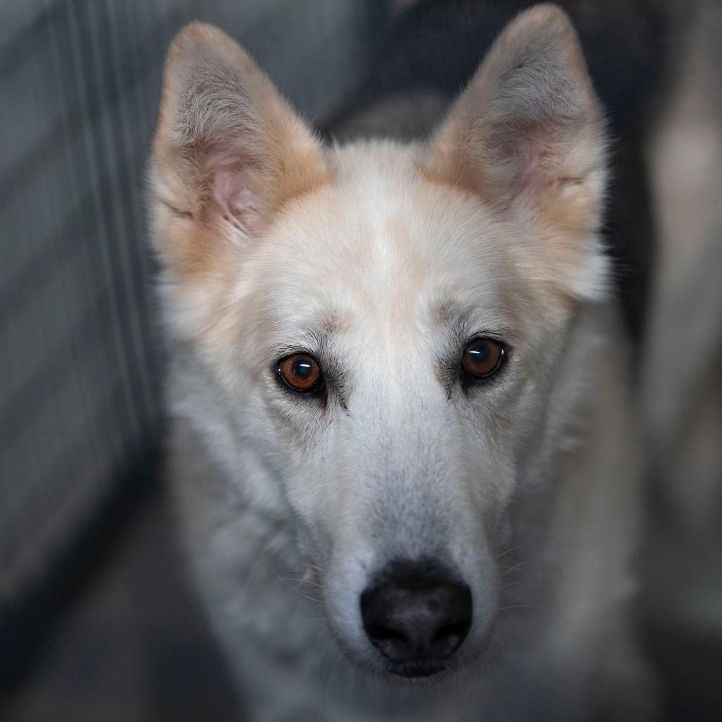 Enlarge Phoenix (D25-68), a Adoptable mixed breed in Peyton, CO image 6/6