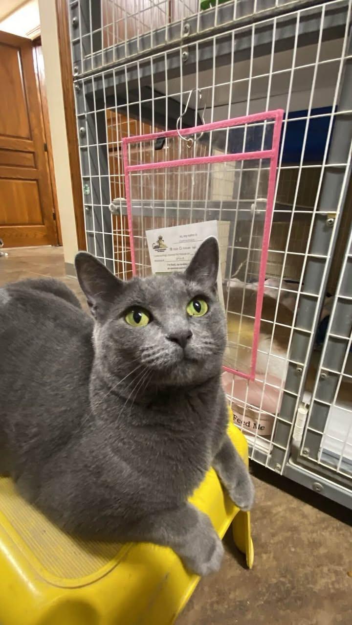 Kelsie, Adoptable, Adult Female Domestic Short Hair.