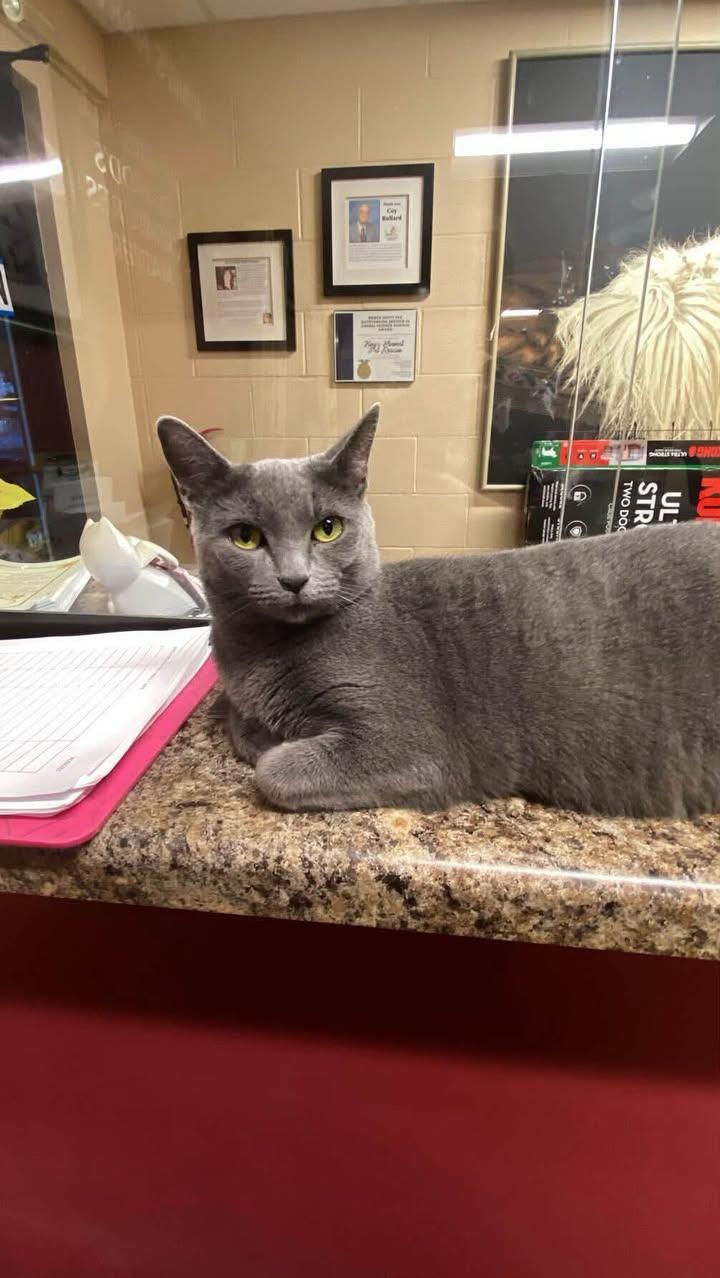 Enlarge Kelsie, a Adoptable Domestic Short Hair in Davenport, IA image 2/3