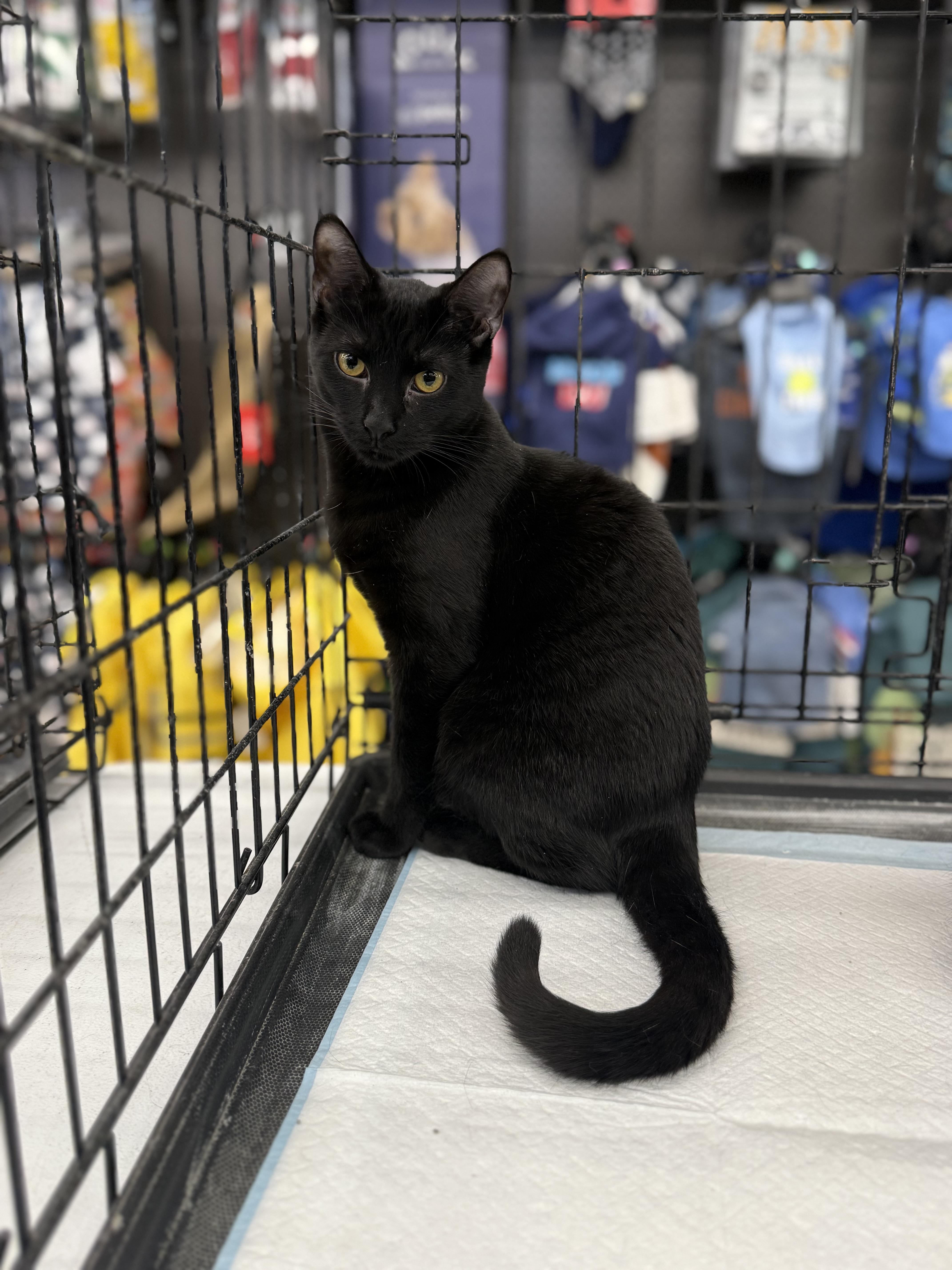Enlarge Flora, a Adoptable Domestic Short Hair in Intercession city , FL image 2/3