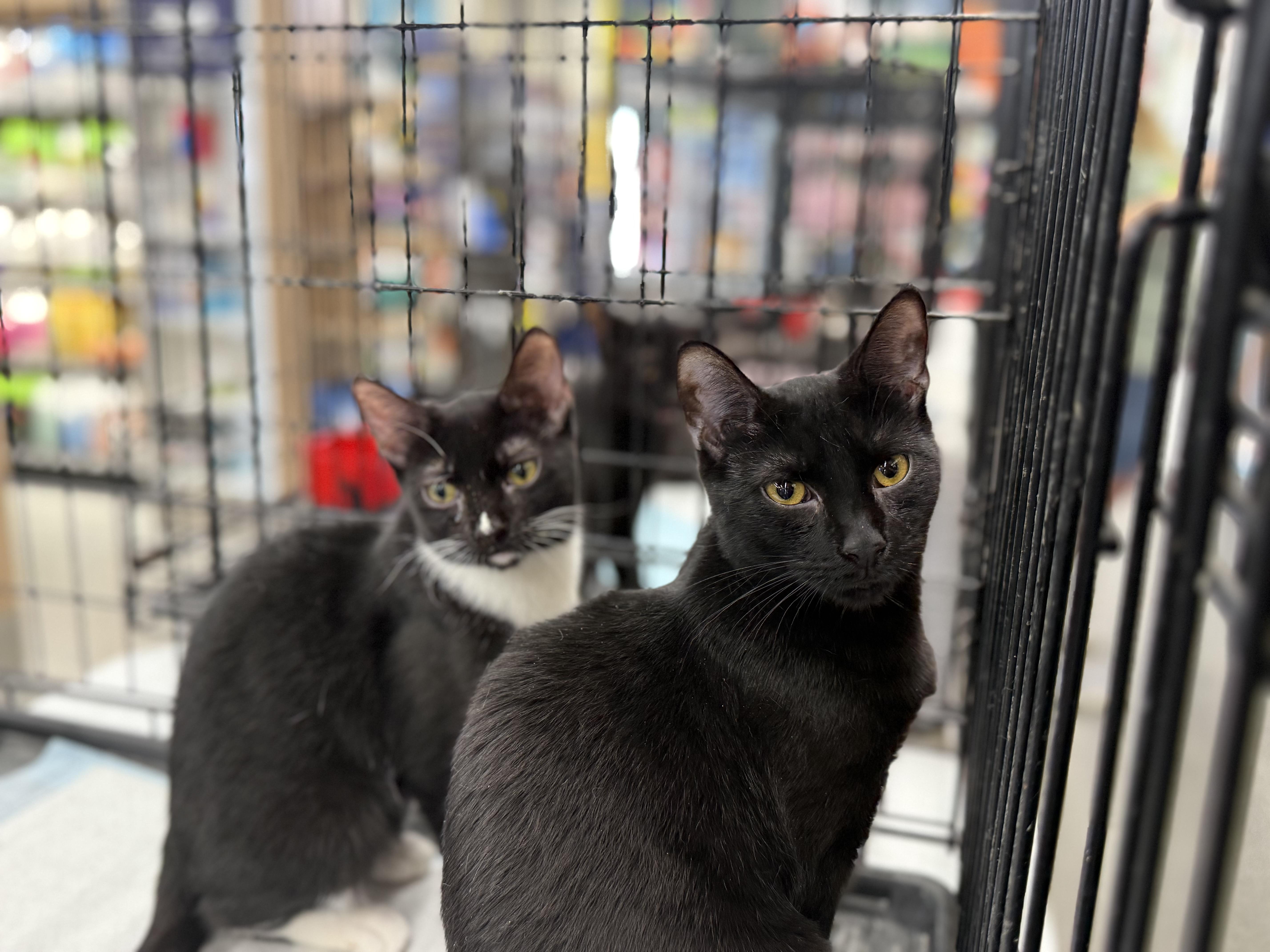 Enlarge Flora, a Adoptable Domestic Short Hair in Intercession city , FL image 3/3
