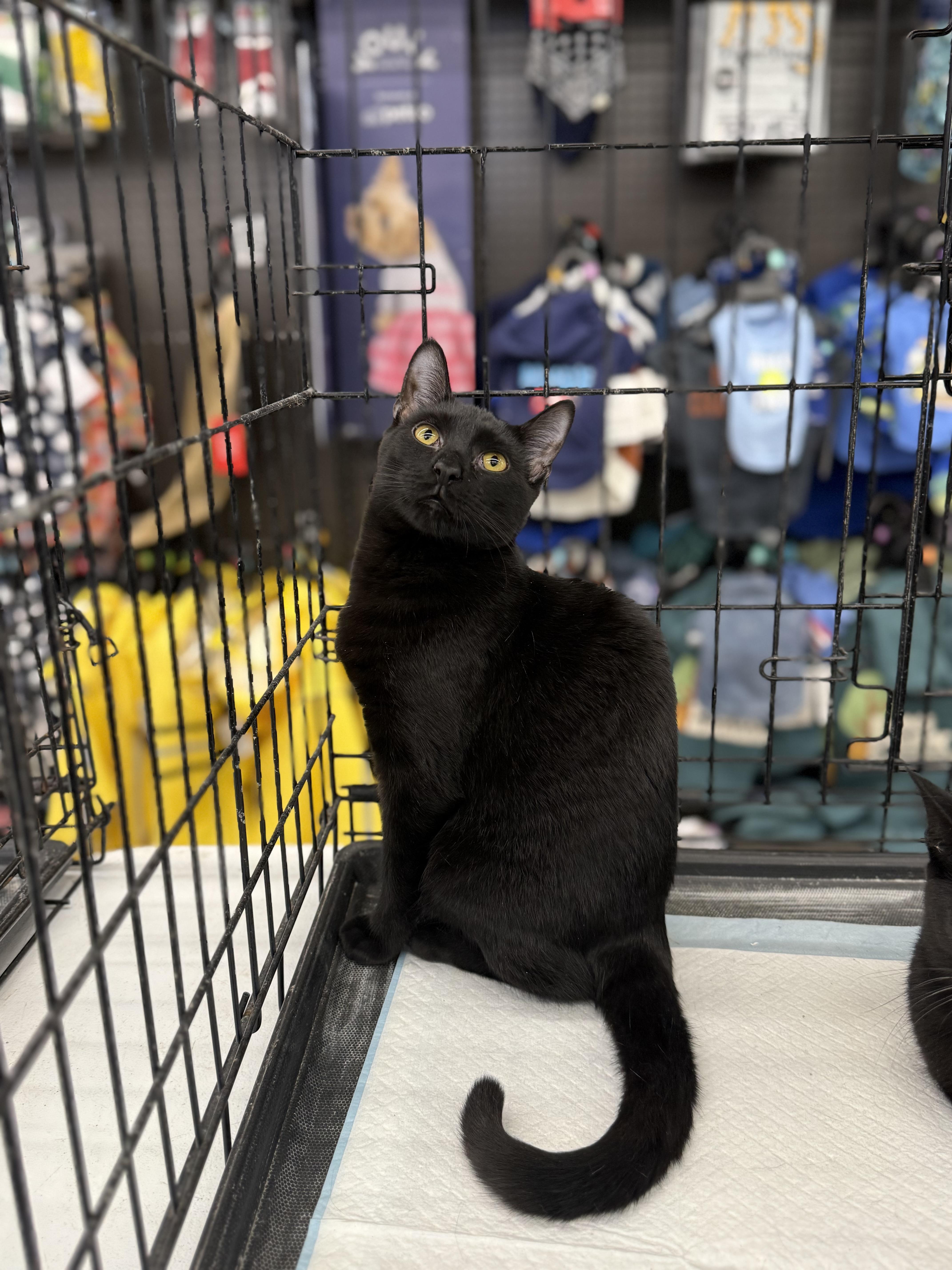 Flora, Adoptable, Young Female Domestic Short Hair.