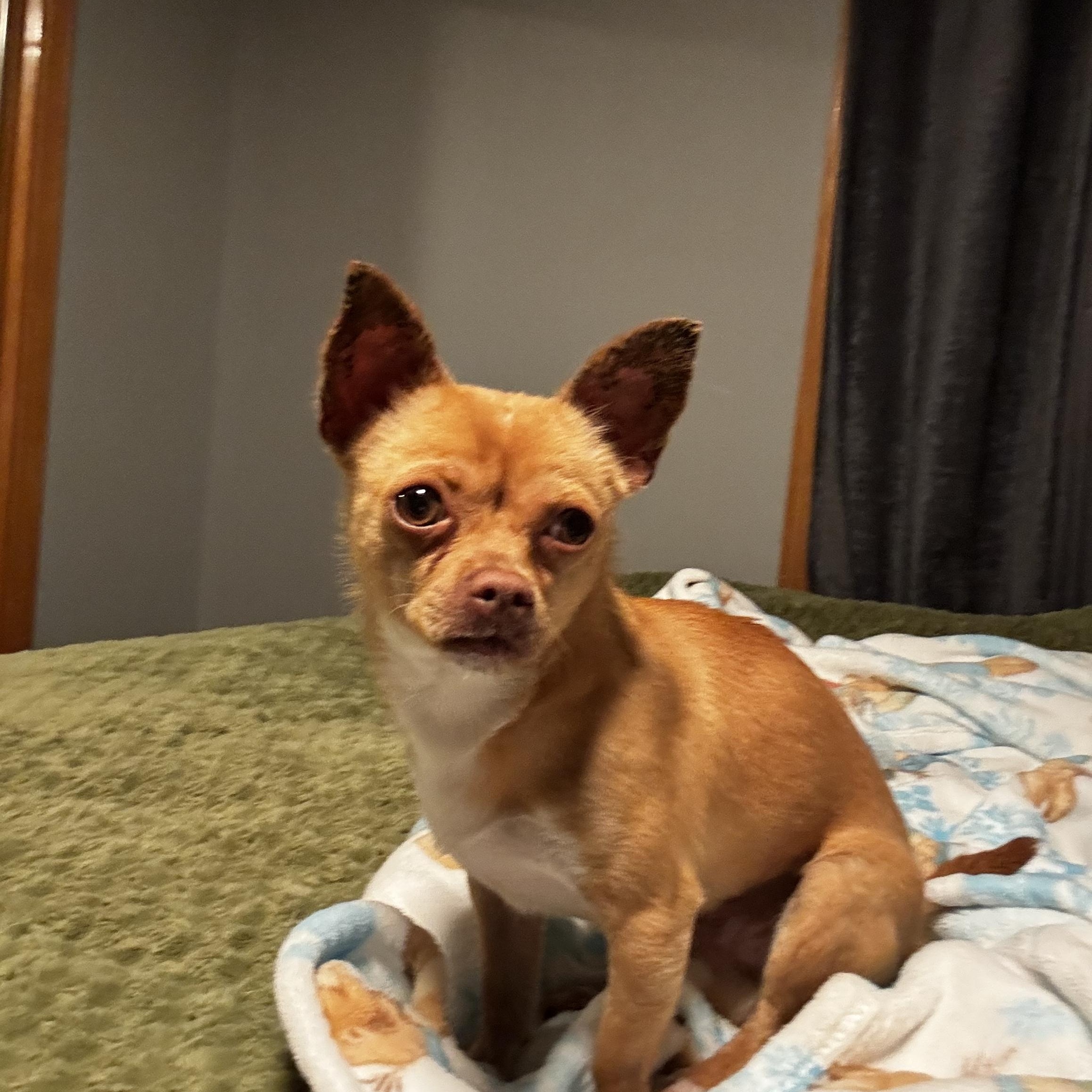 Enlarge Choco Taco, an adopted Chihuahua in Lexington, NC image 3/6