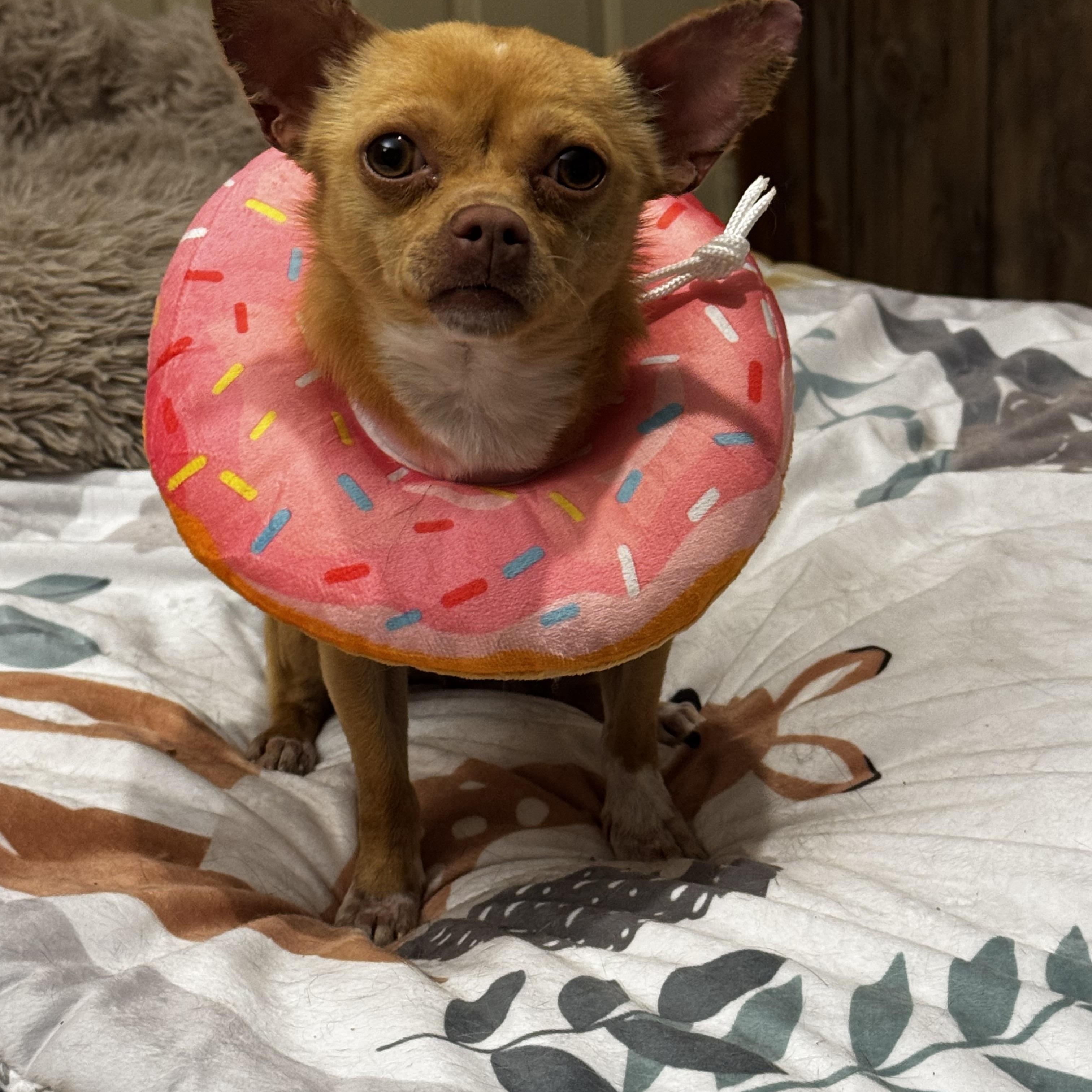 Enlarge Choco Taco, an adopted Chihuahua in Lexington, NC image 1/6