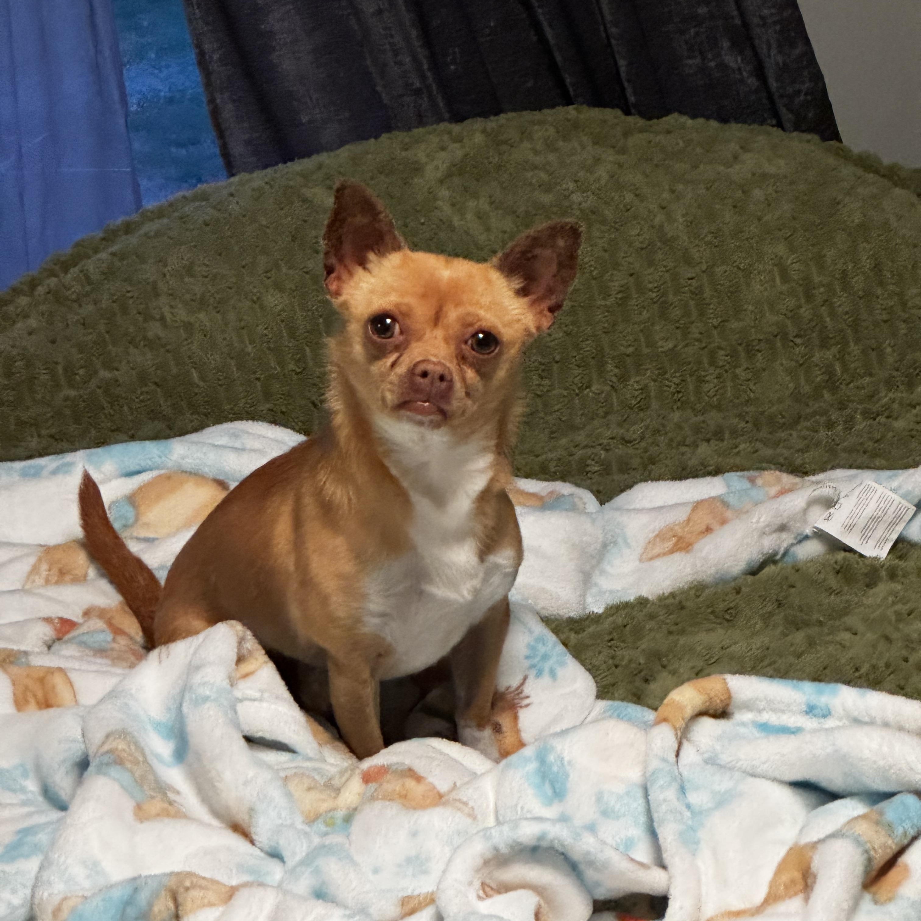 Enlarge Choco Taco, an adopted Chihuahua in Lexington, NC image 6/6