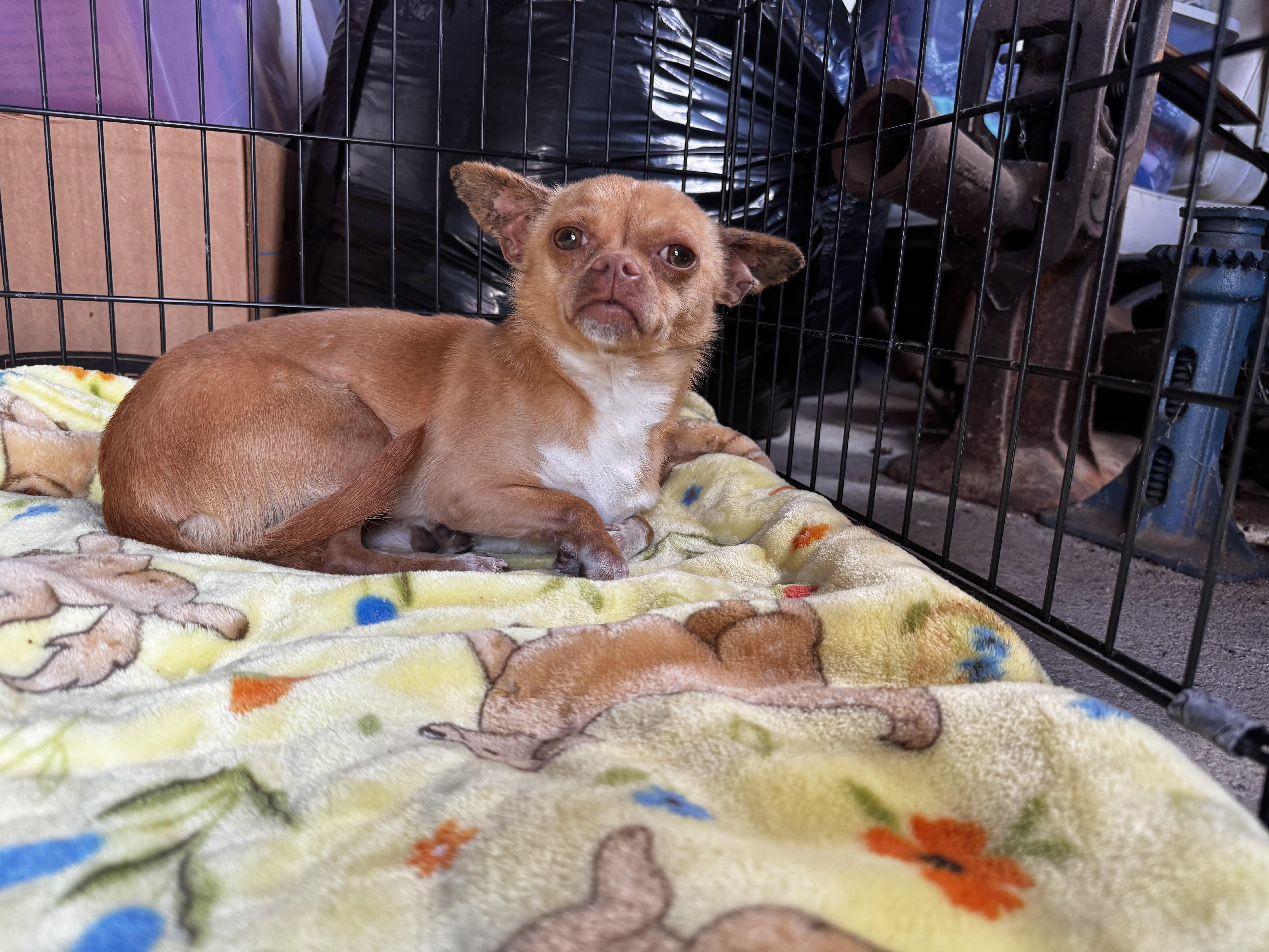 Enlarge Choco Taco, an adopted Chihuahua in Lexington, NC image 2/6